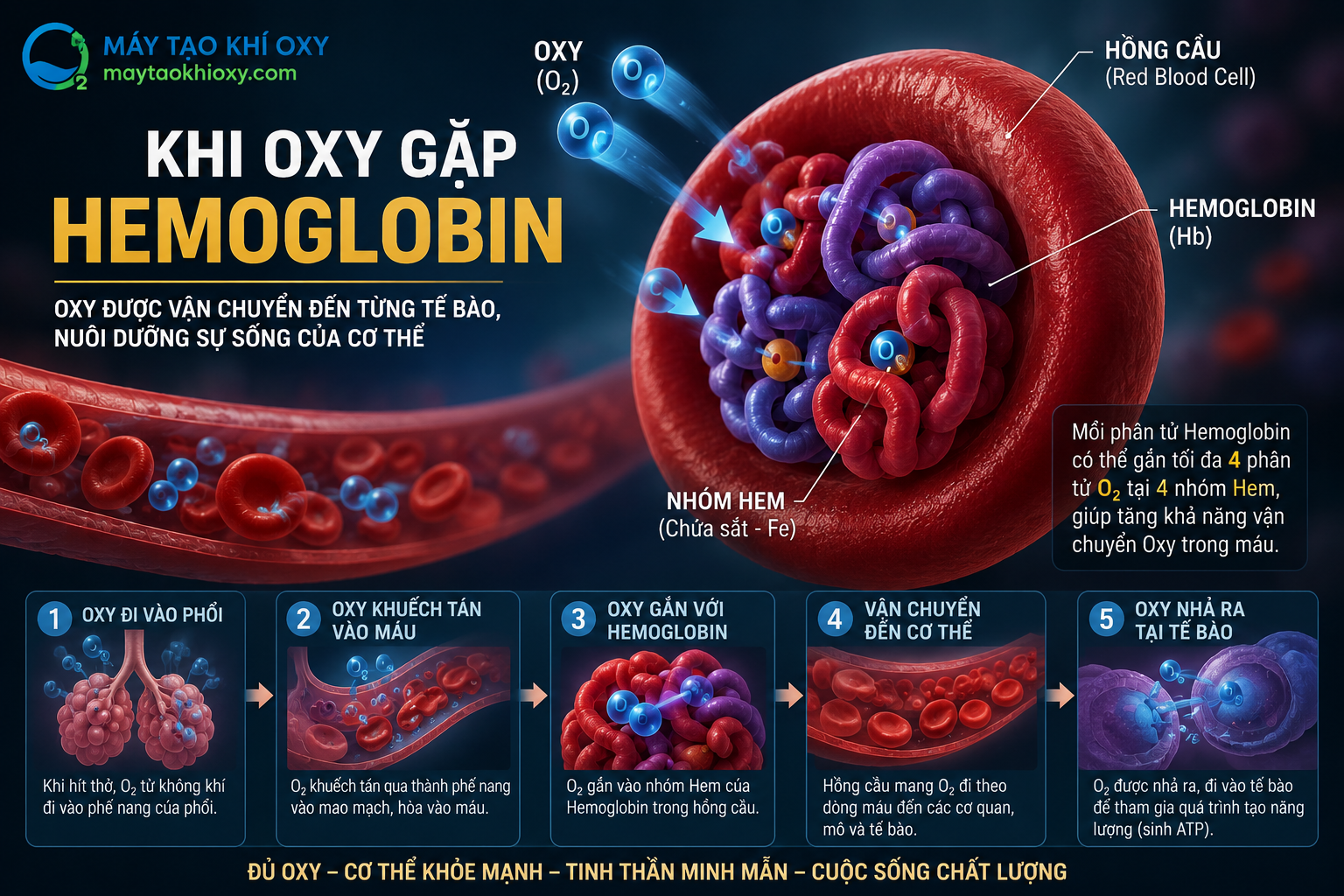 liệu pháp oxy, cơ chế khi oxy đi vào cơ thể